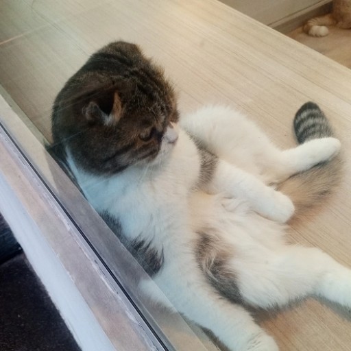 Maewpao Meow