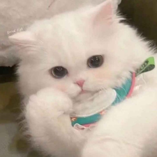 เบบี้แมวมึน