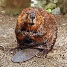 beaver